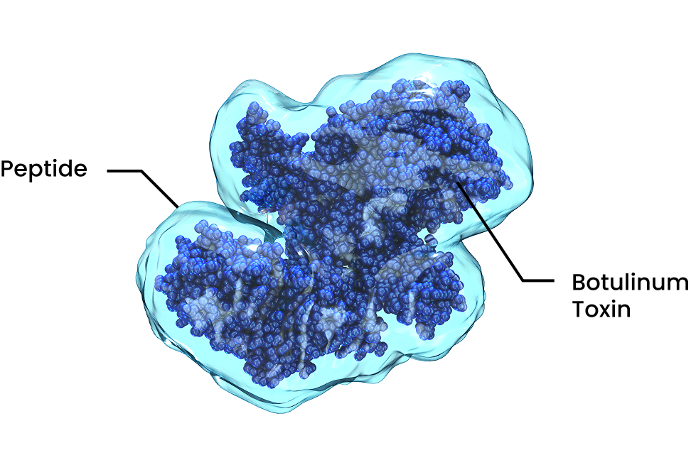 Peptide & Botulinum Toxin